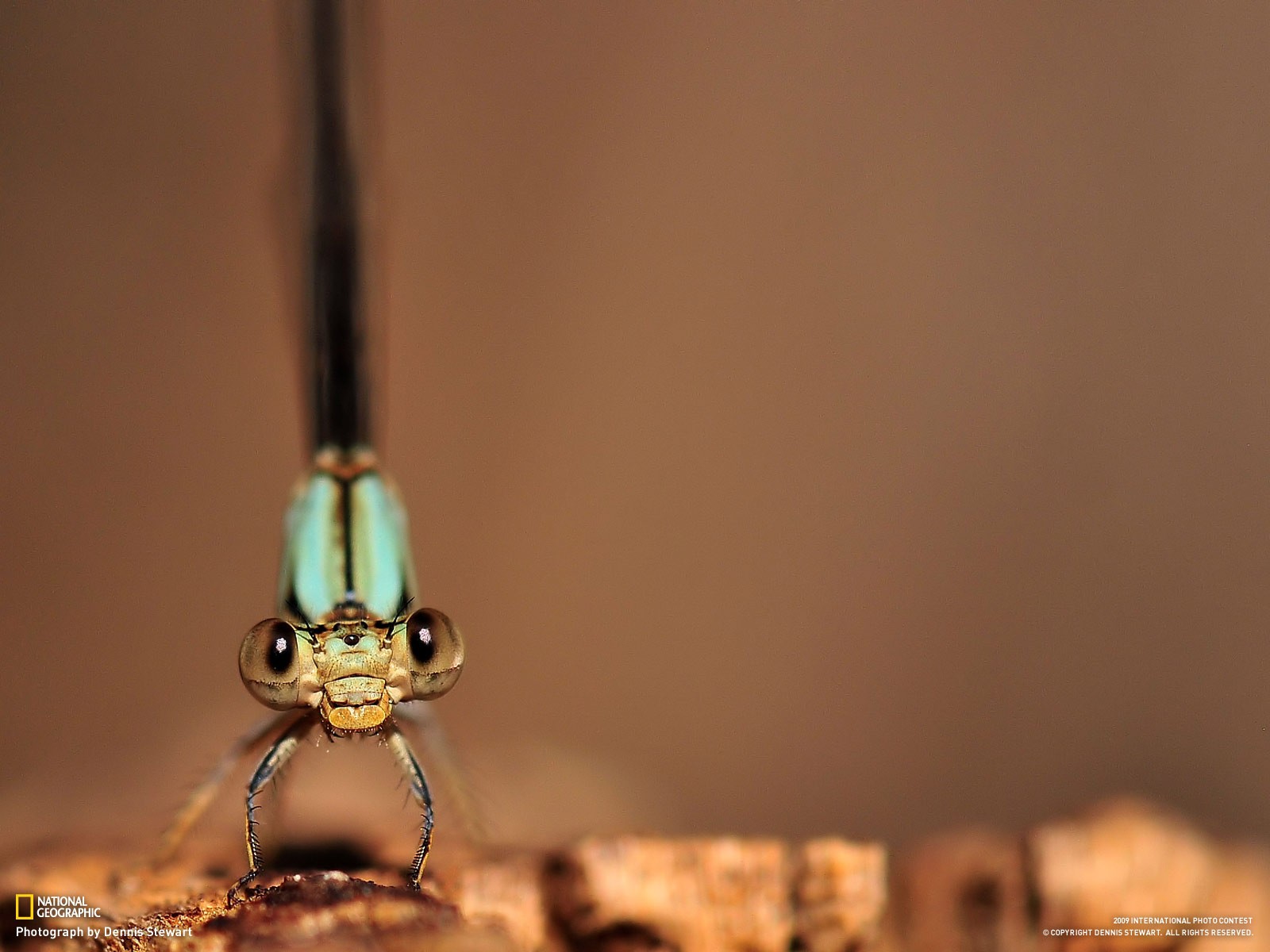 libellule yeux pattes