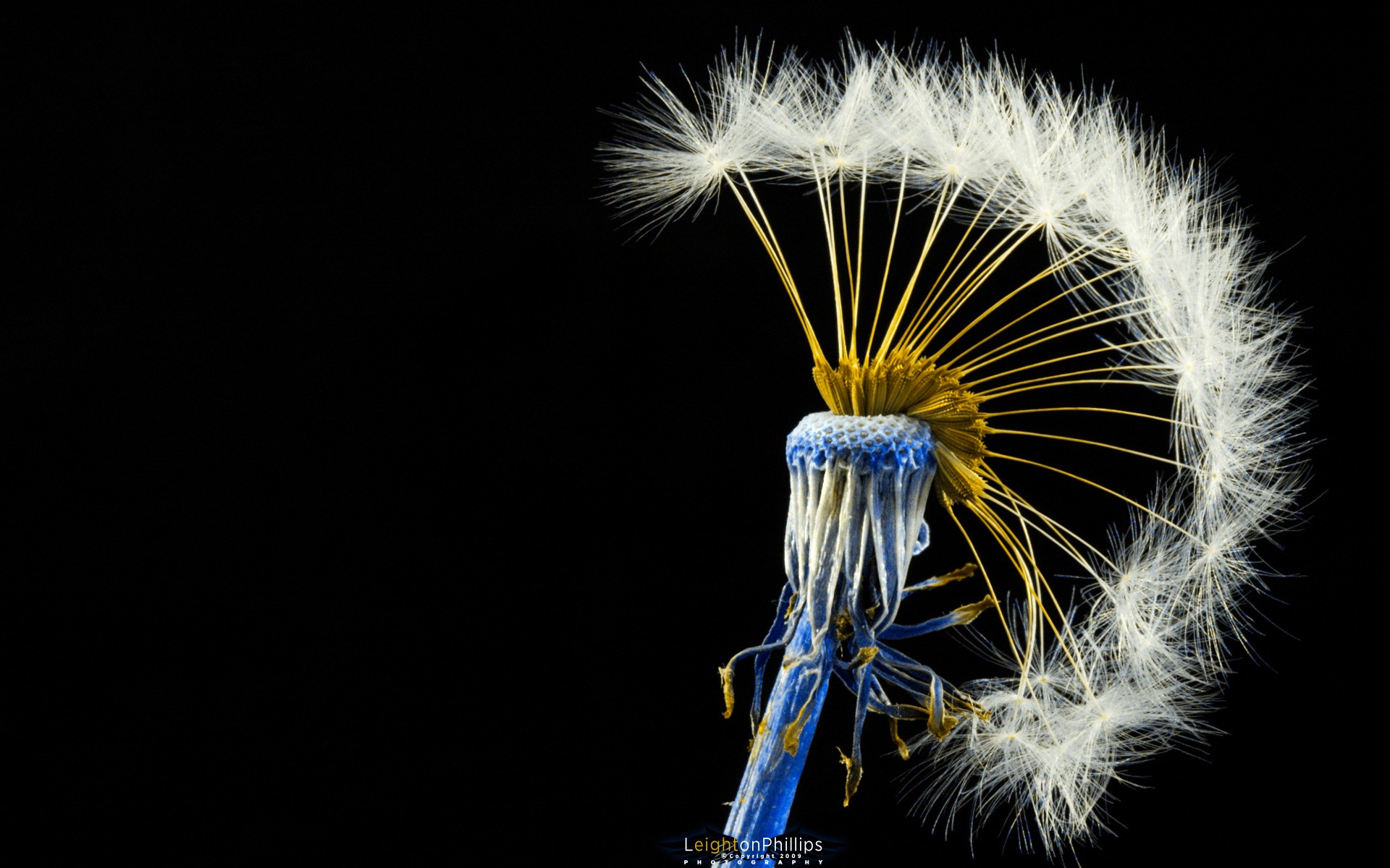 centaureidin dandelion mohawk