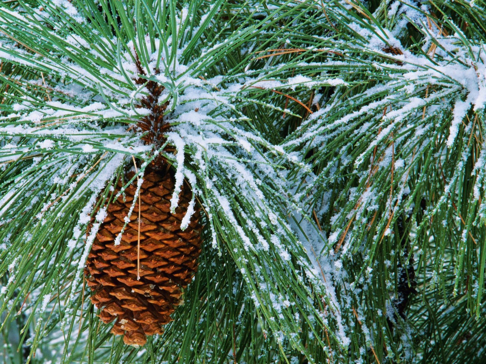 hiver neige cône aiguilles