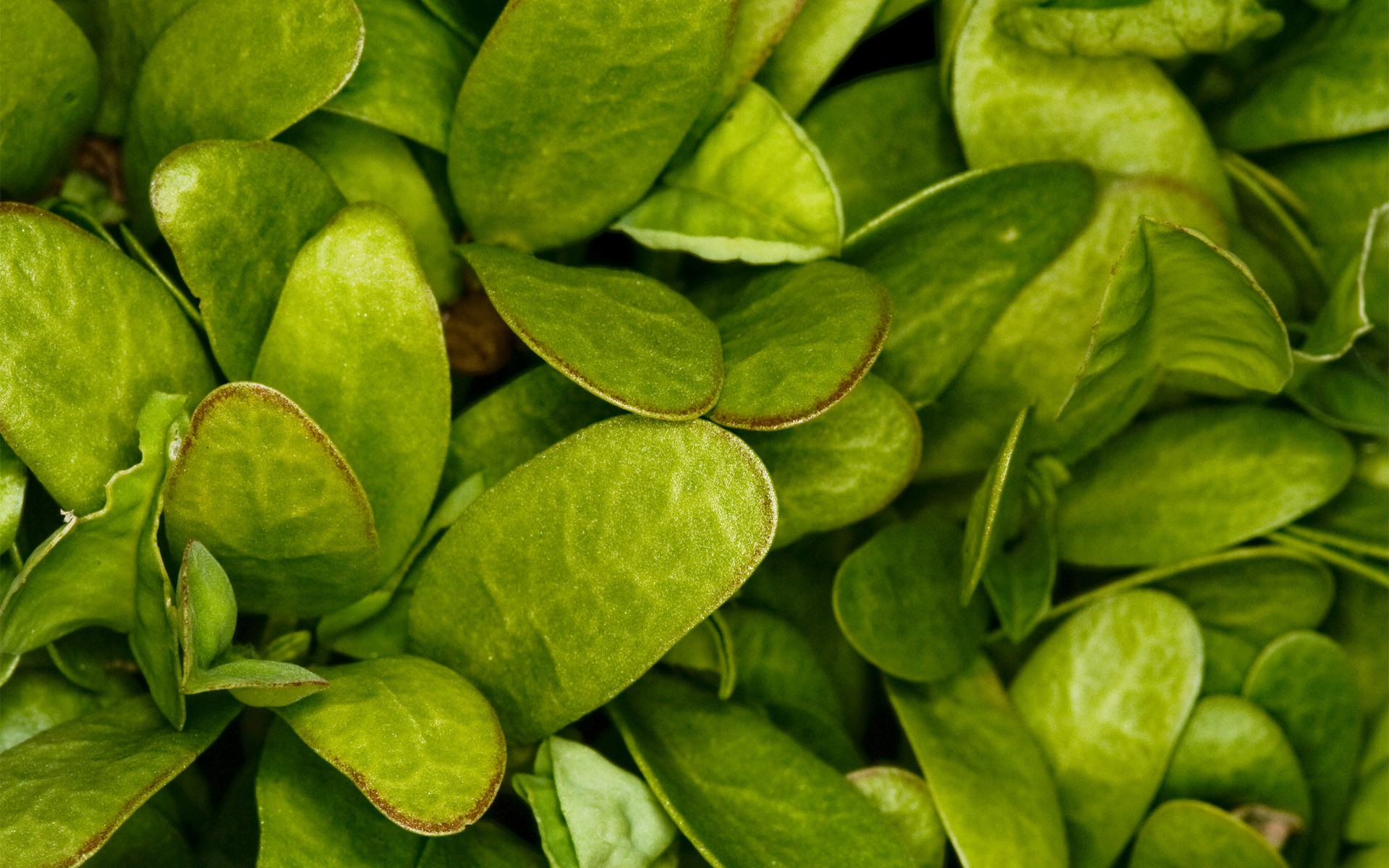 feuille verdure herbe gros plan