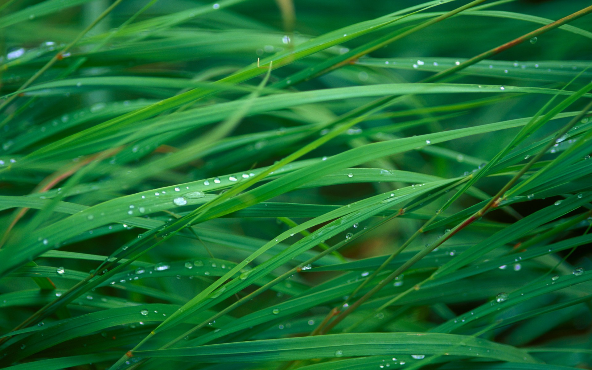 herbe gouttes rosée