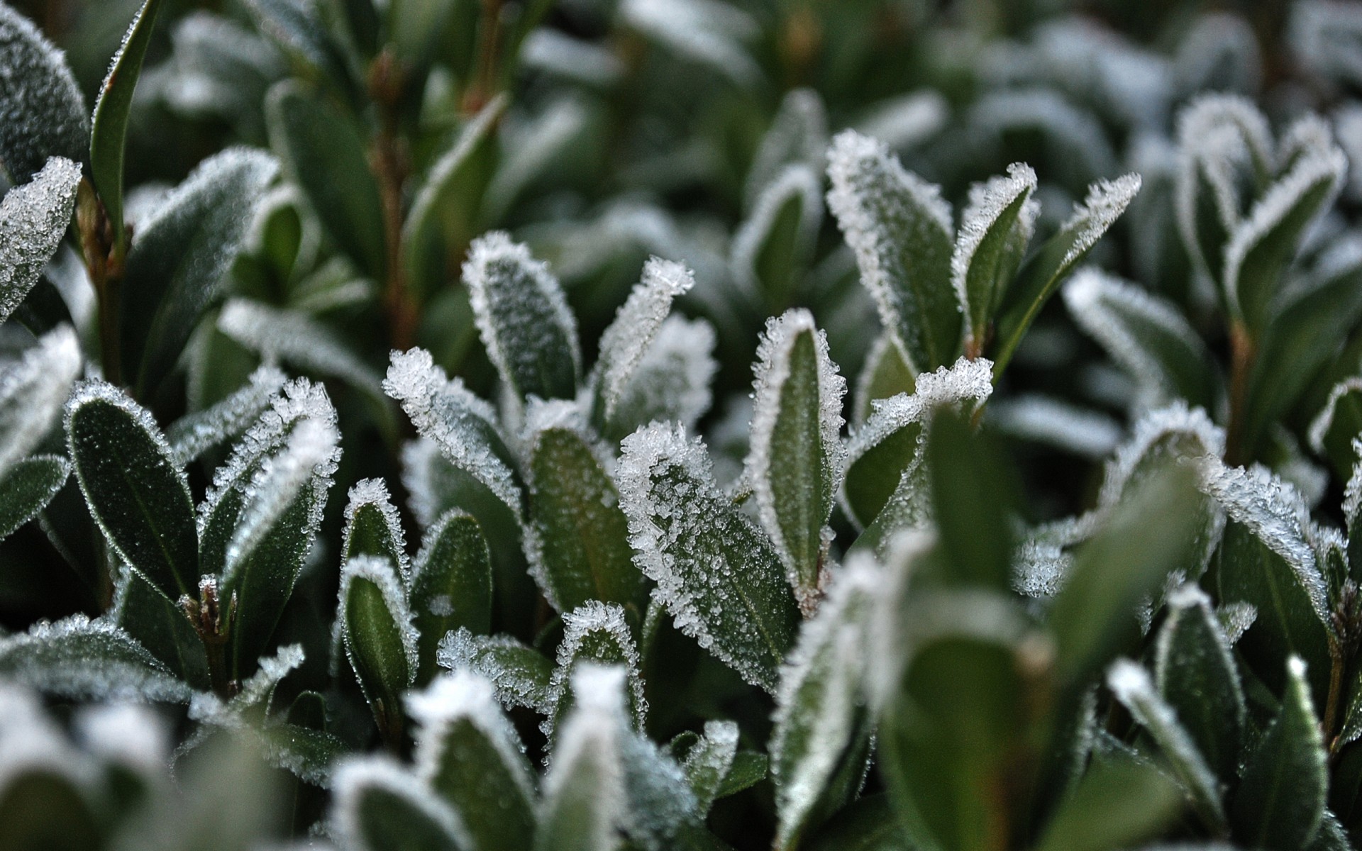 gras schnee frost