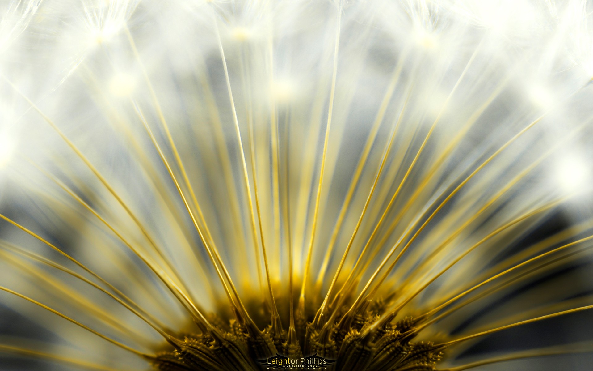 flufenamic dandelion sun