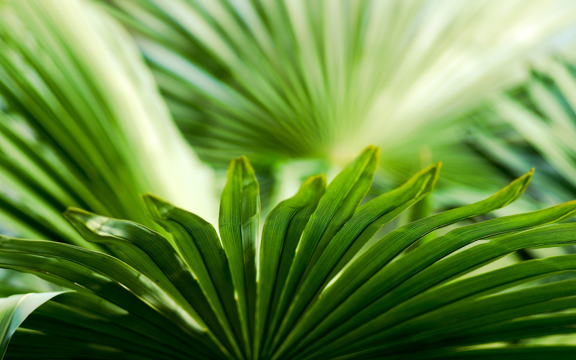 green leaves plant