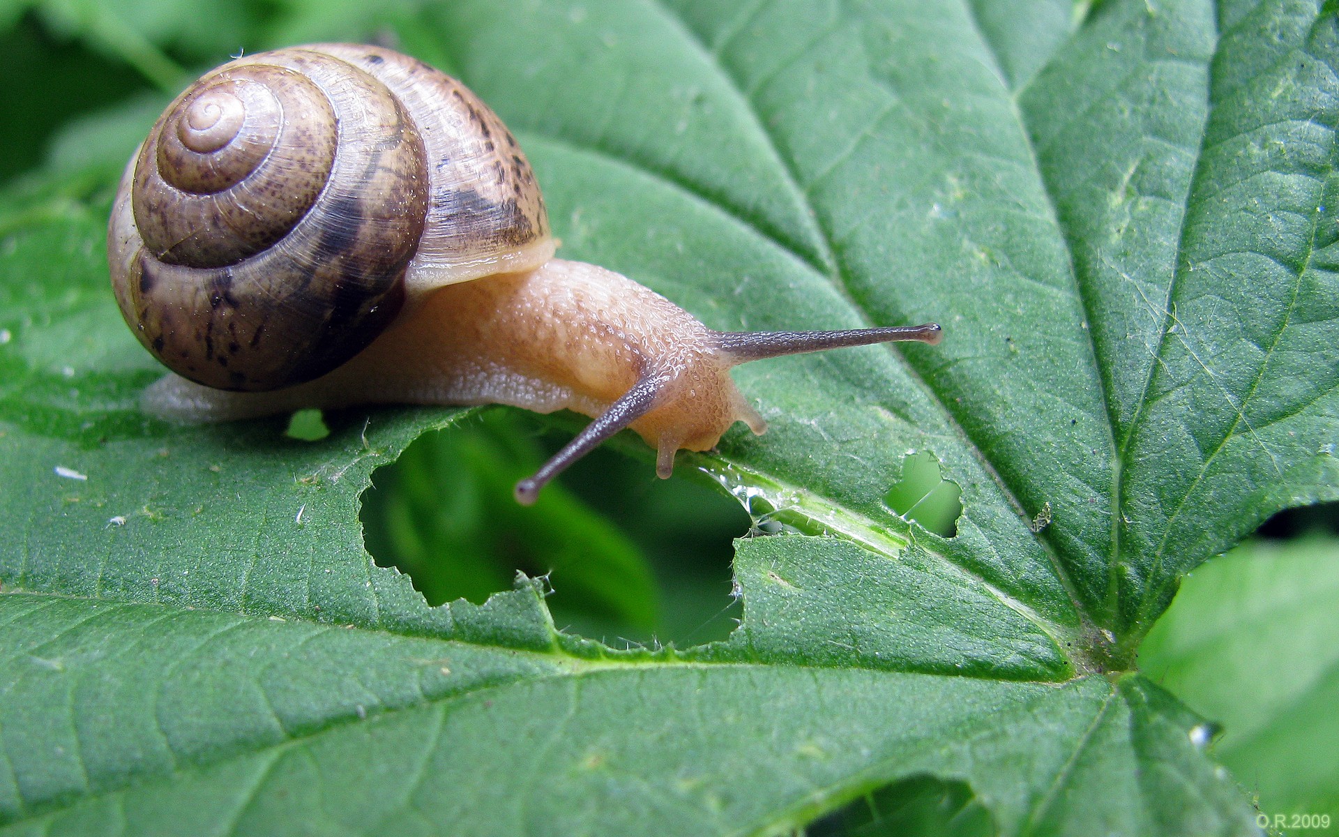 caracol hoja naturaleza verde hierba