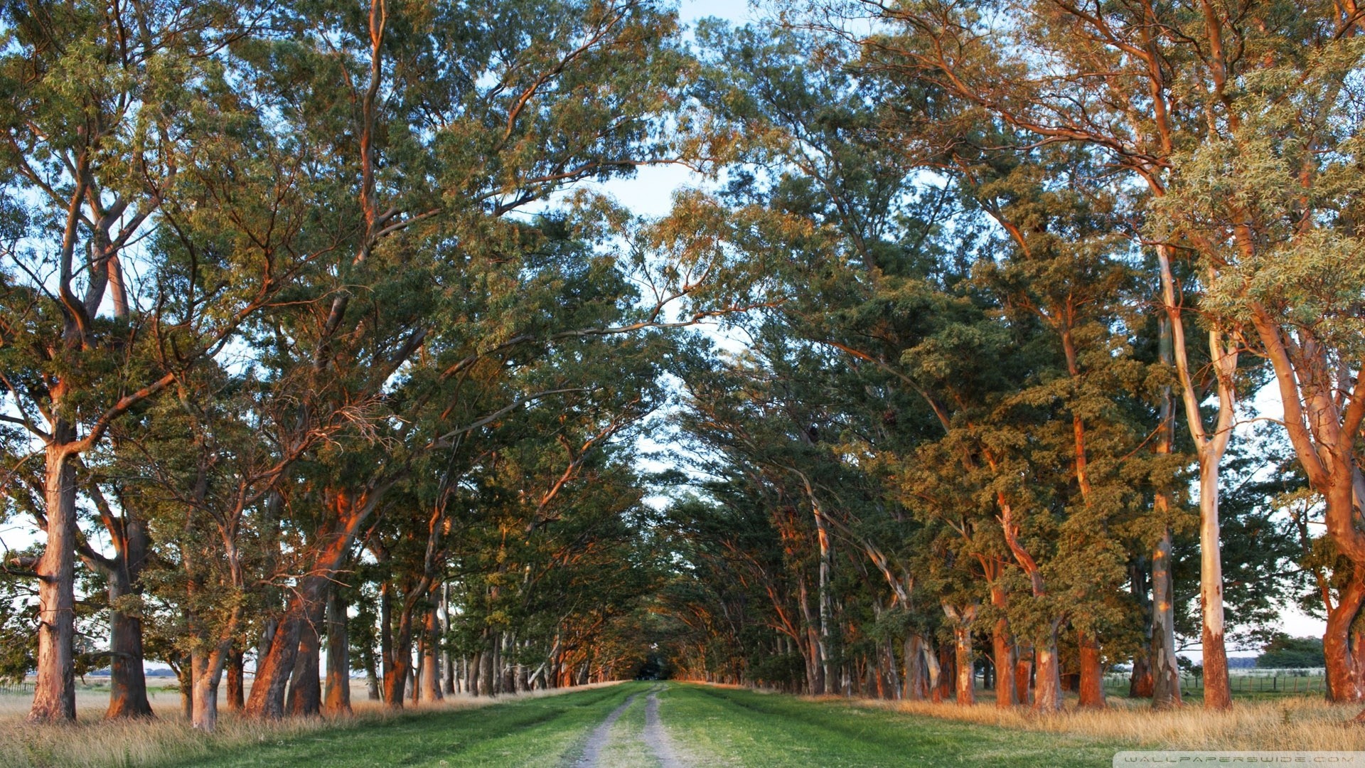 unrise the way road nature palm argentina