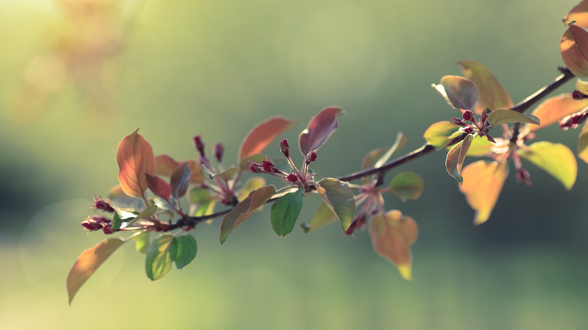 pring bud apple flower