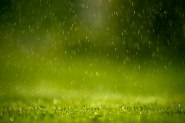 Rain green grass drops