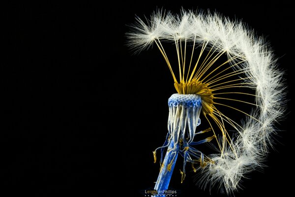 Diente de León con tallo azul en forma de eroquesa