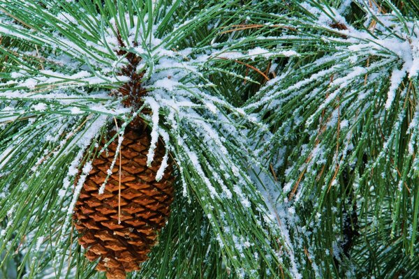 Pomme de pin suspendue à une branche de neige