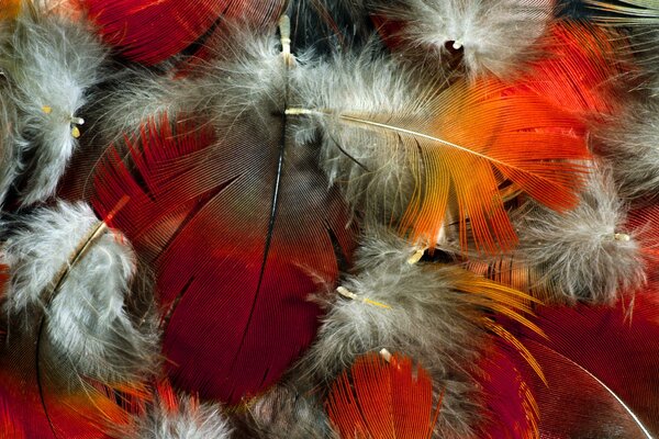 Bright scarlet feathers are fluffy