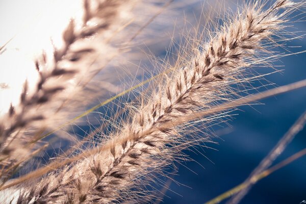 Spikelets on a blue sky background