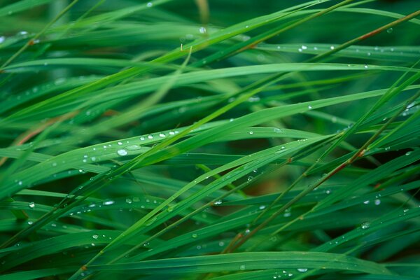 Es gibt viele Tautropfen auf dem grünen Gras