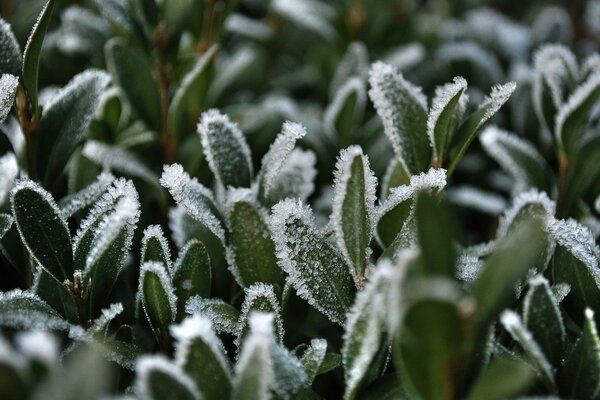 Grünes Gras ist mit Frost bedeckt