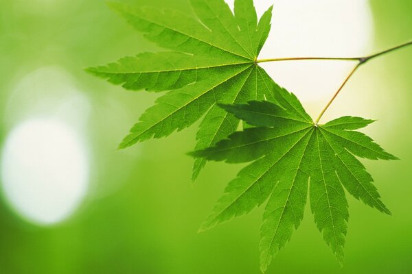 Photo feuilles vert éblouissement