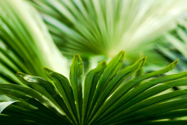 Bright leaves of a green plant