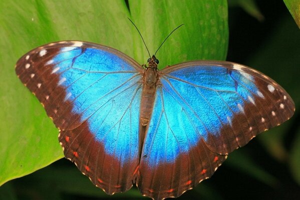 Blue butterfly on a green leaf