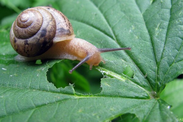 A snail is gnawing on a green leaf