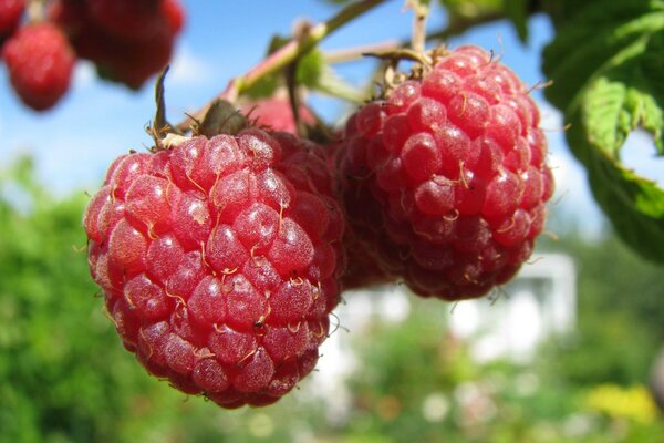 Himbeerbeeren hängen an einem Ast