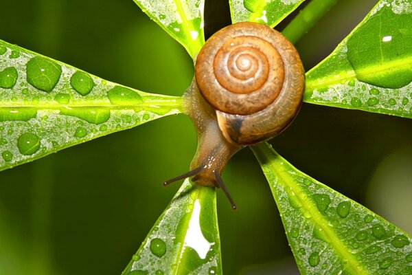 Snail on a bright green leaf