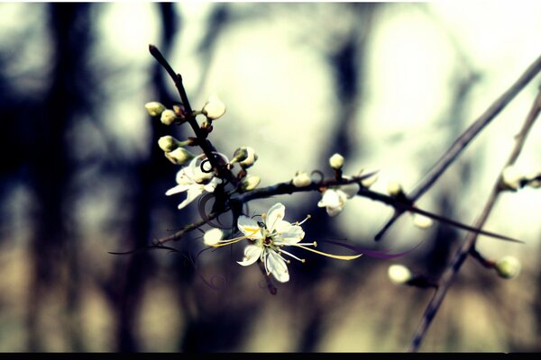 Cherry blossoms in the forest on a blurry background