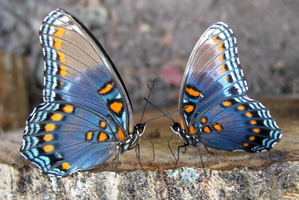 The conversation of two butterflies about life