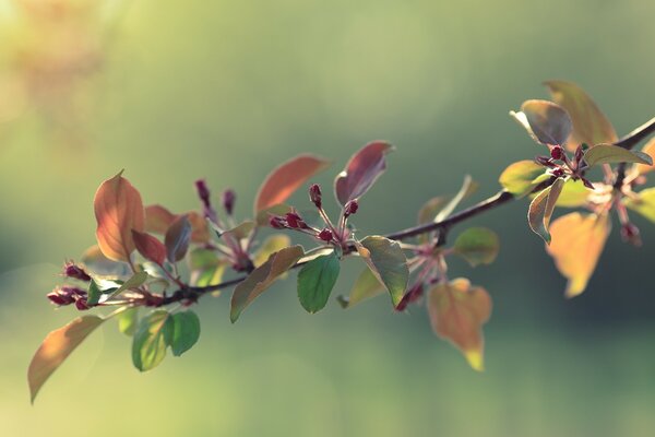 Zarte Apfelbaumknospen im Frühling