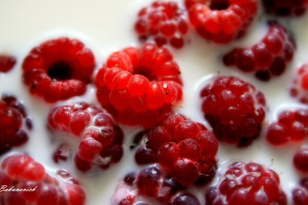 Macro photography of raspberries floating in milk