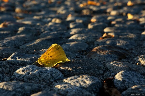 A small yellow leaf on the pavement