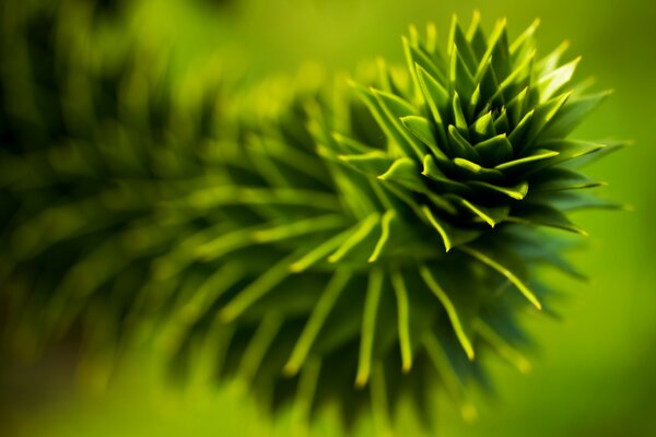 Bella pianta verde con foglie elastiche