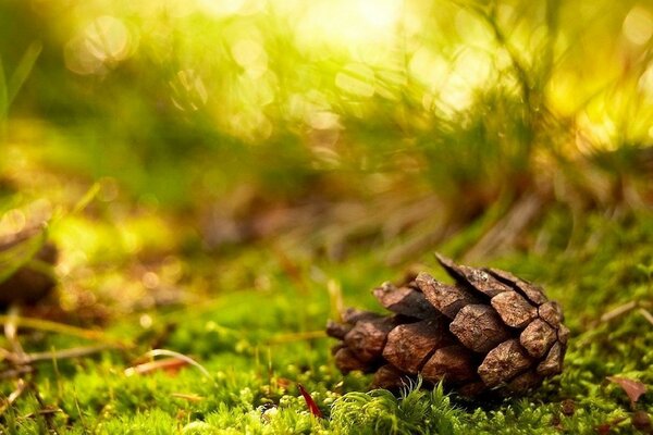 Bosse sur la mousse dans la forêt