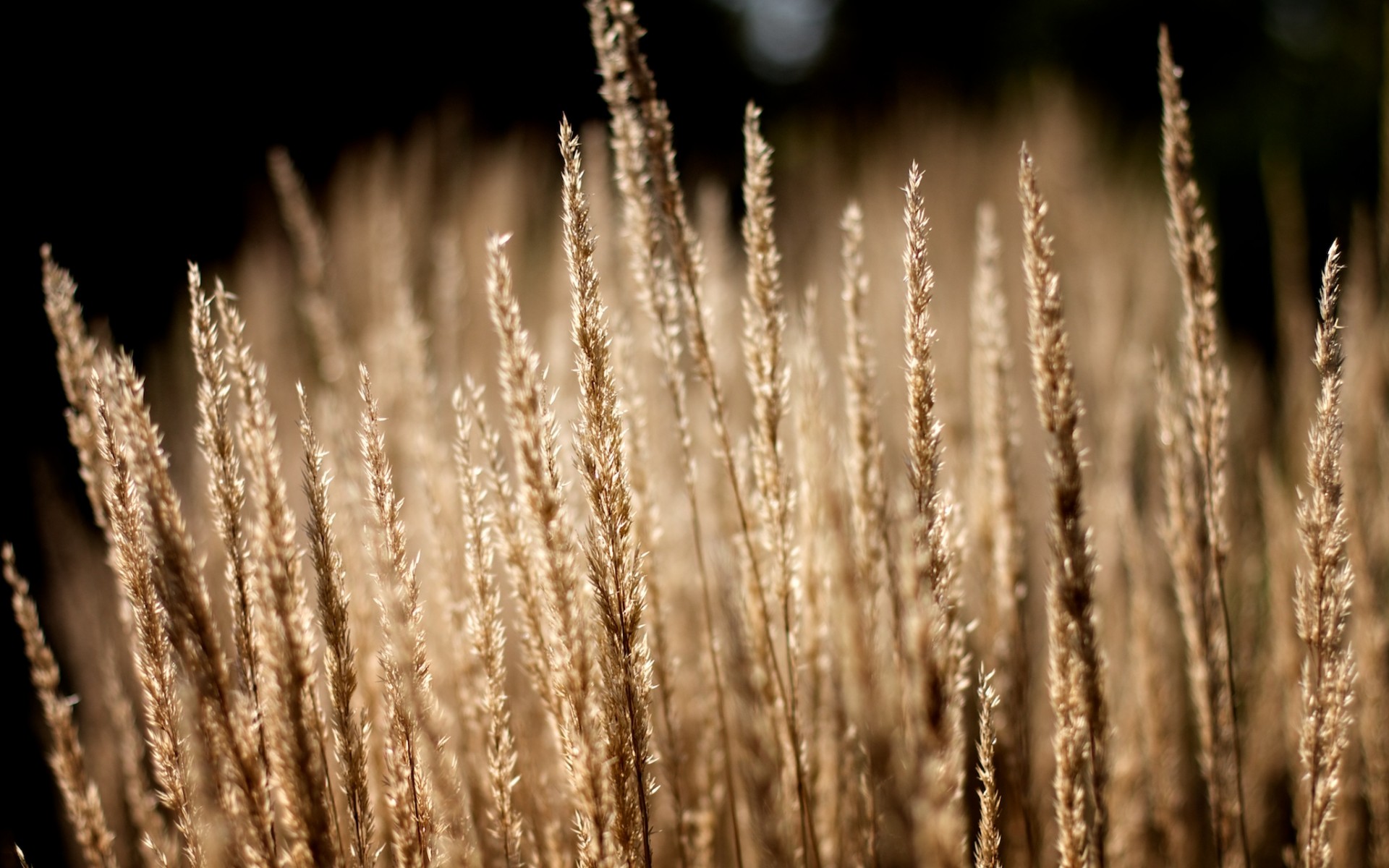 plants grass close up