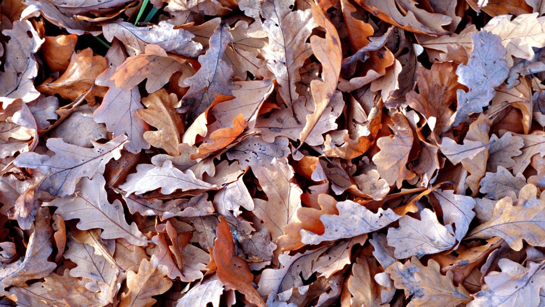 листья сухие осень коричневые обои фото картинка