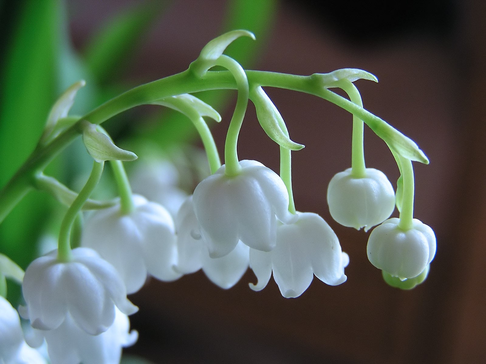 lirio del valle flor blanco