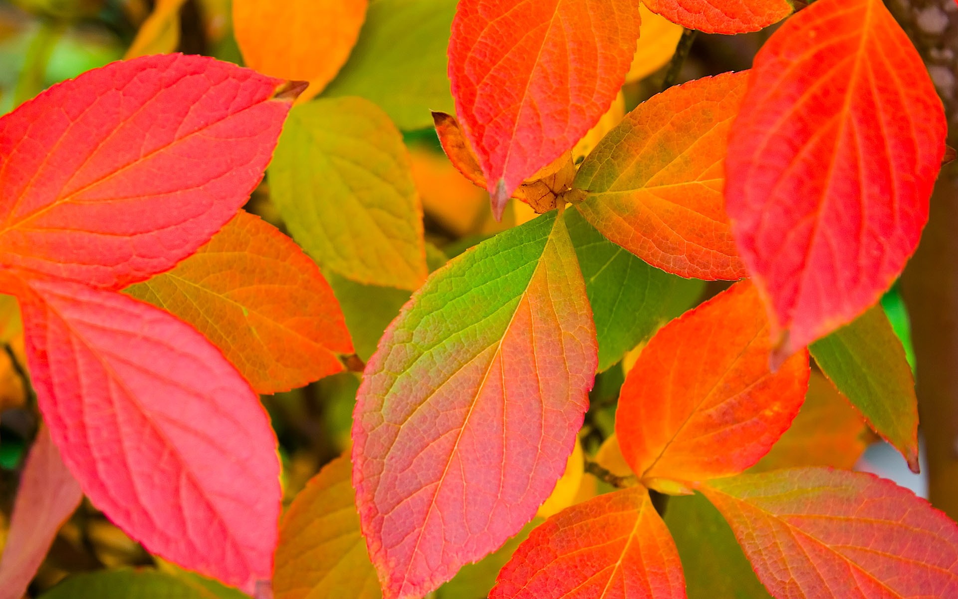 осень листья цвет