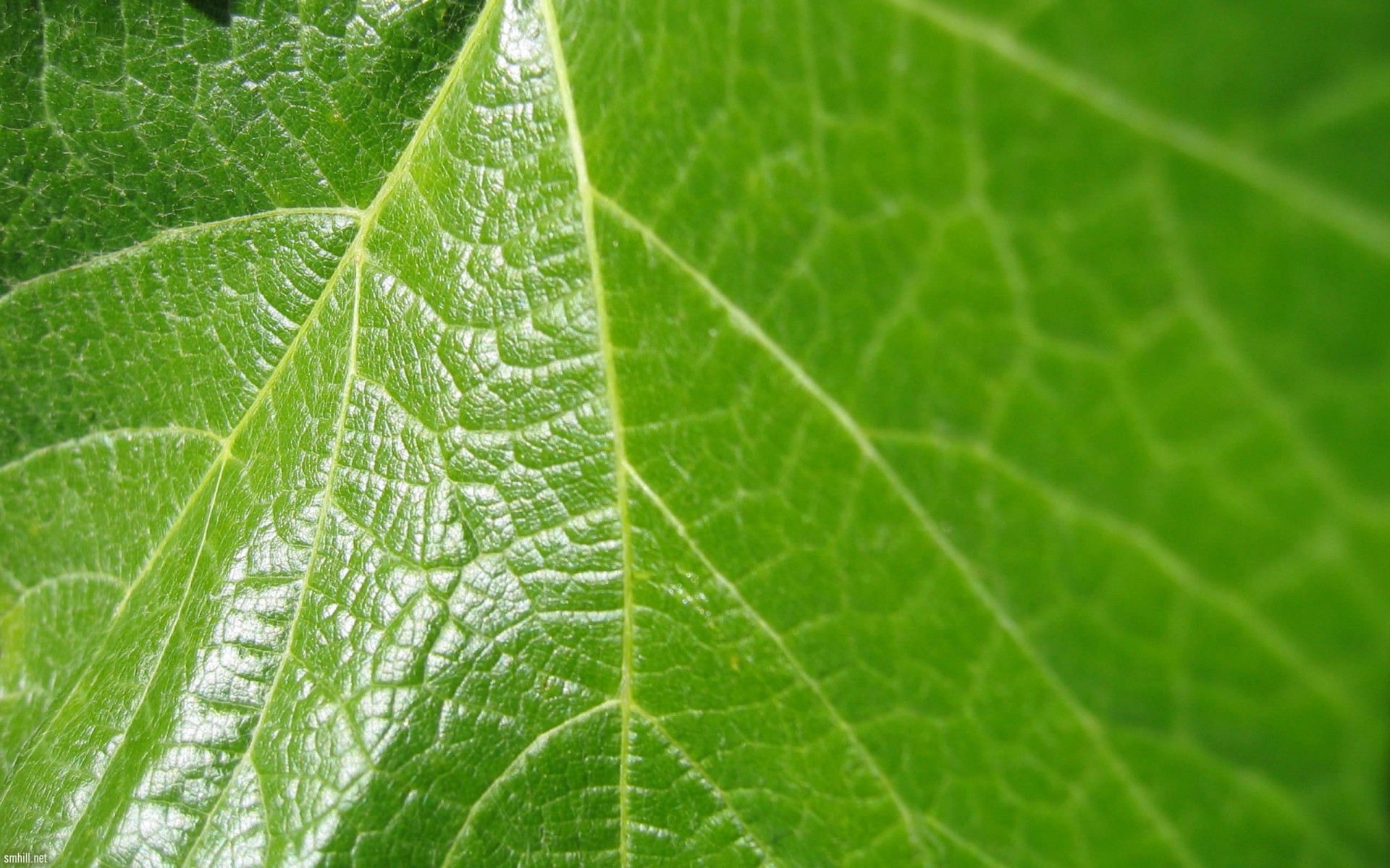 зелений лист макро