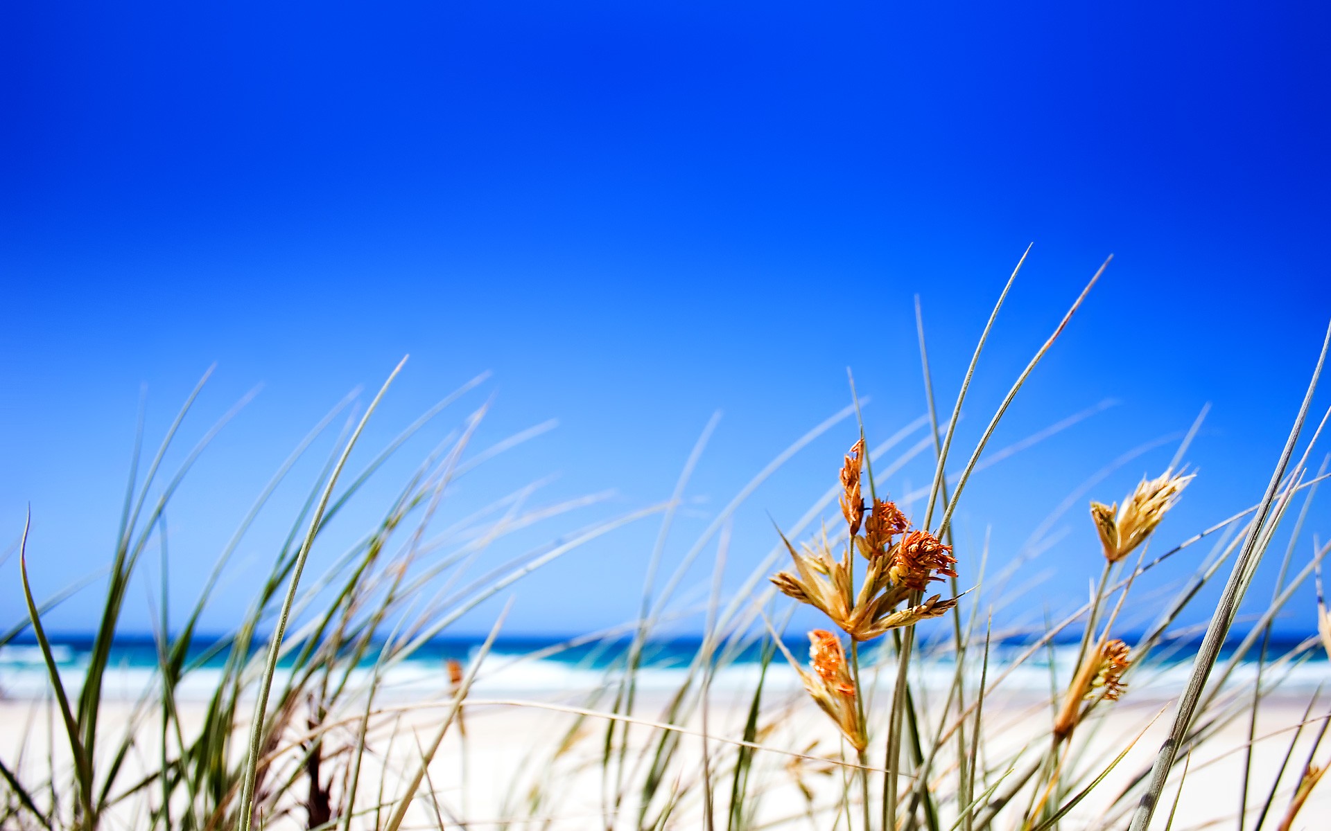 plage herbe horizon