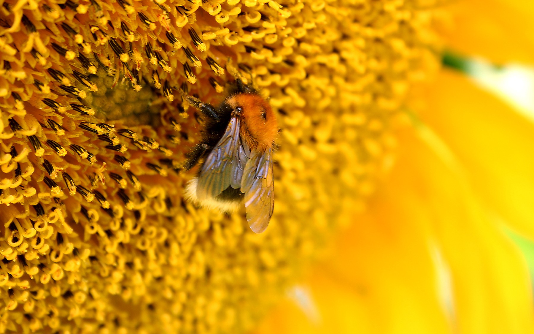 abeille fleur jaune gros plan