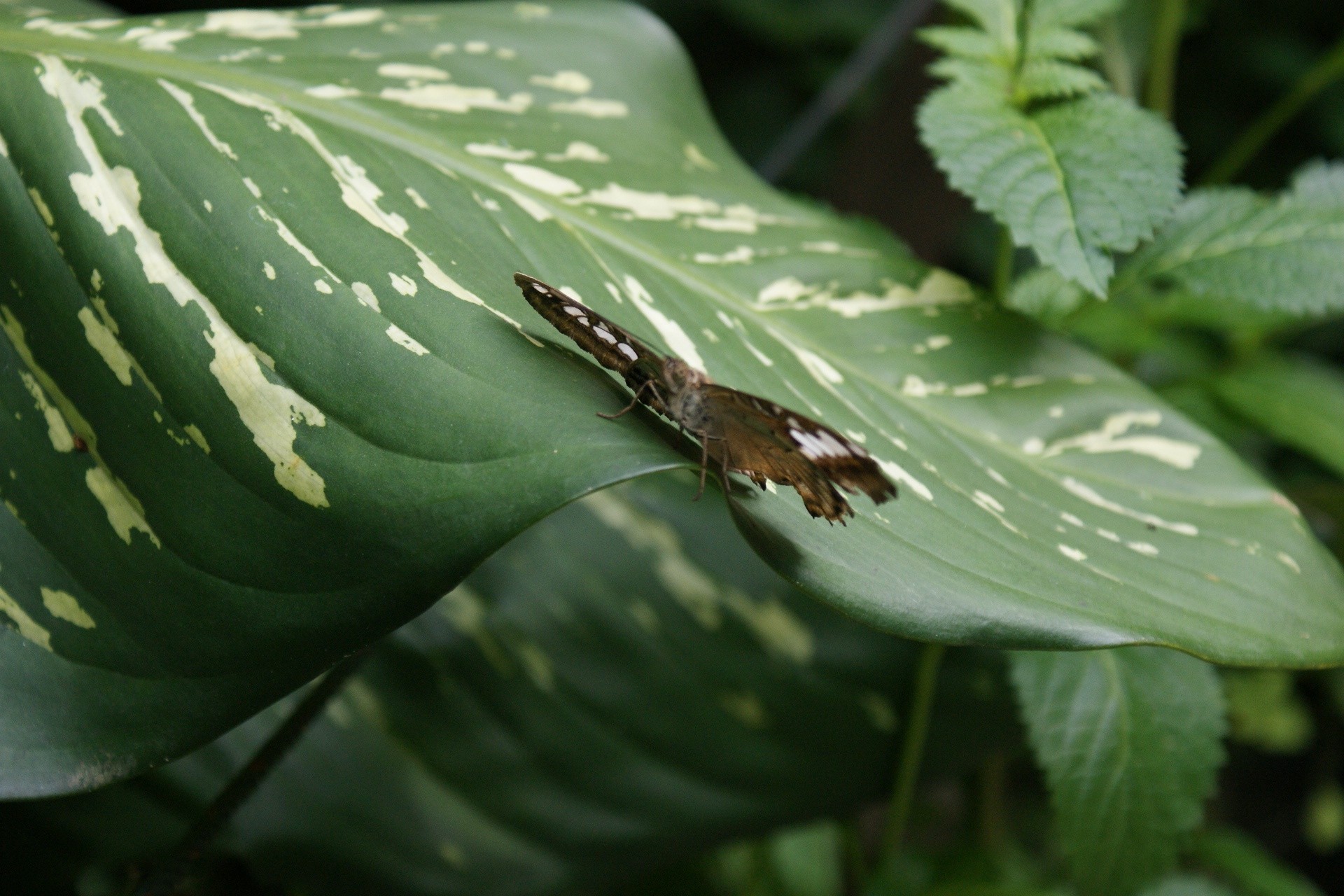 mariposa hoja naturaleza