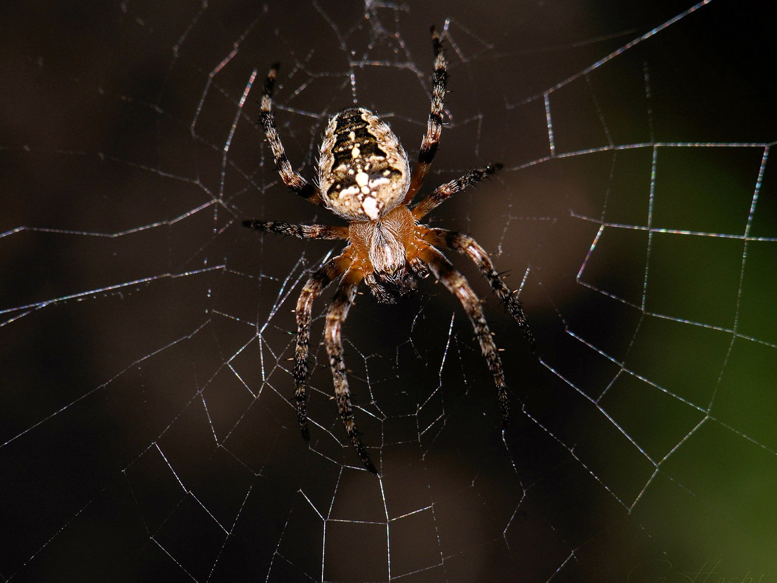 spinne spinnennetz fliege