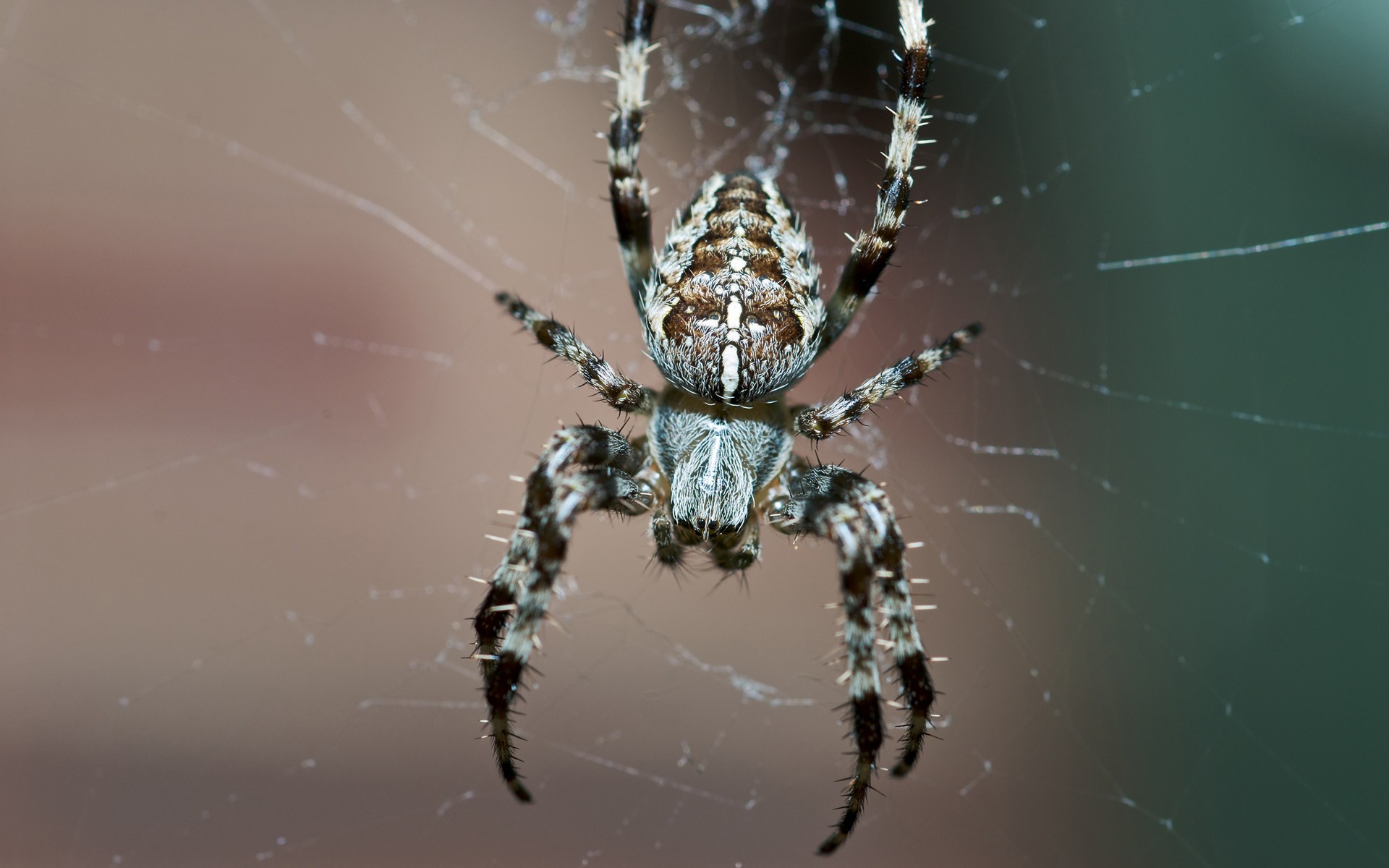 araña telaraña