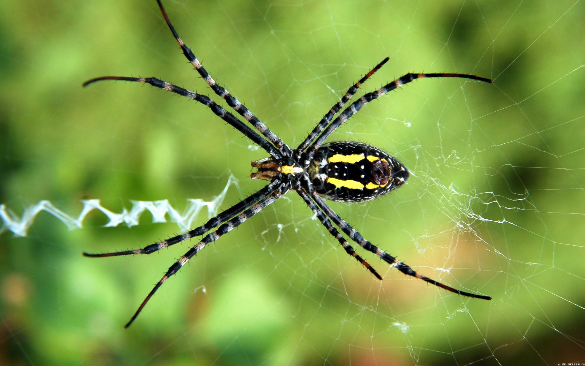 araña telaraña macro