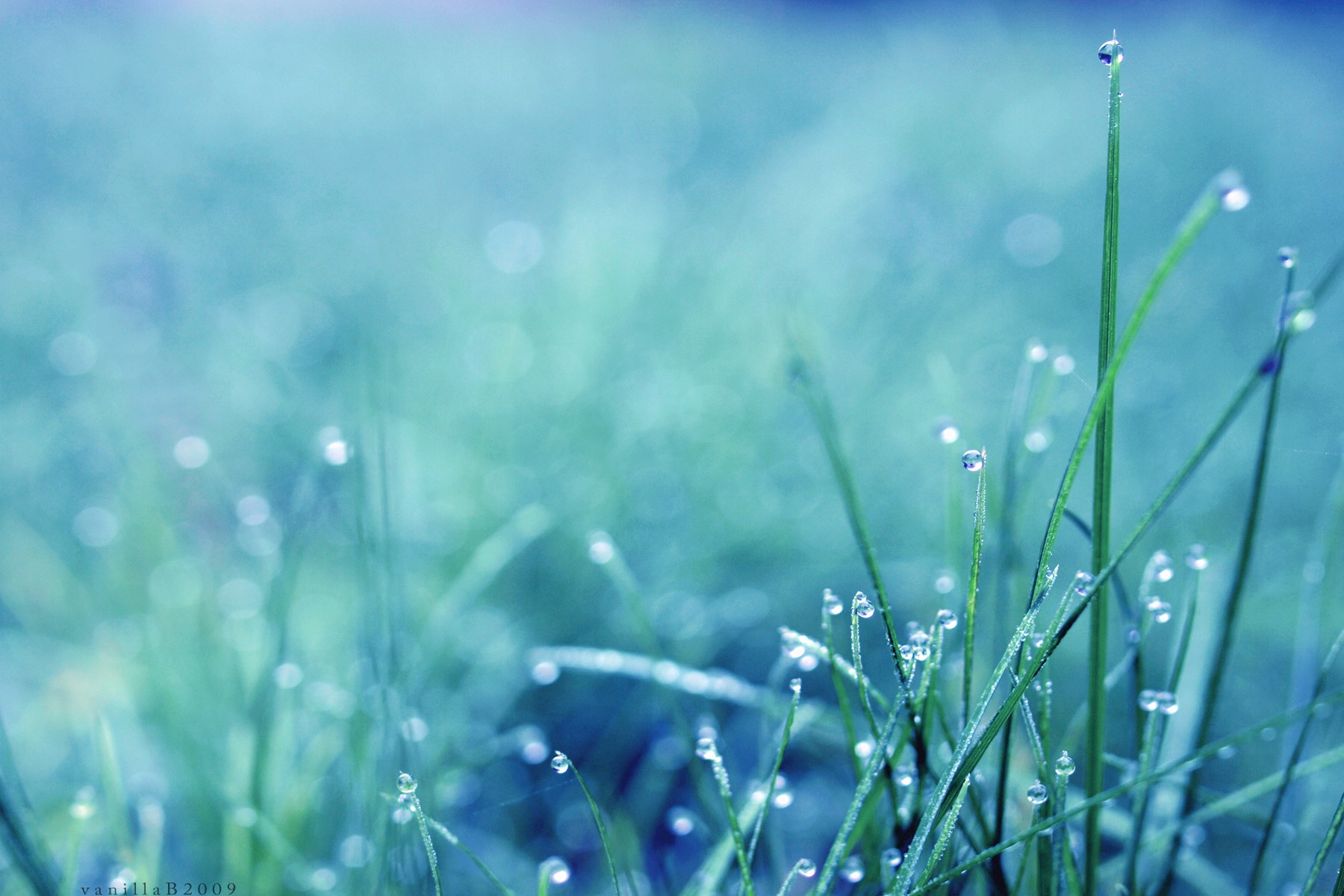 rosa grass morning