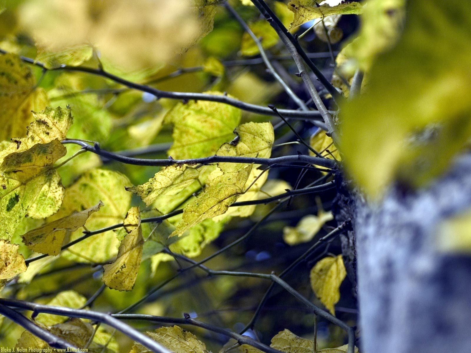 verde albero estate