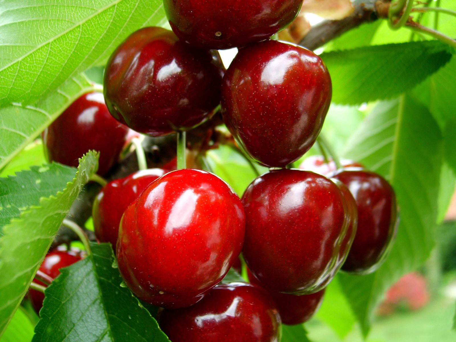 cerezas maduras bayas