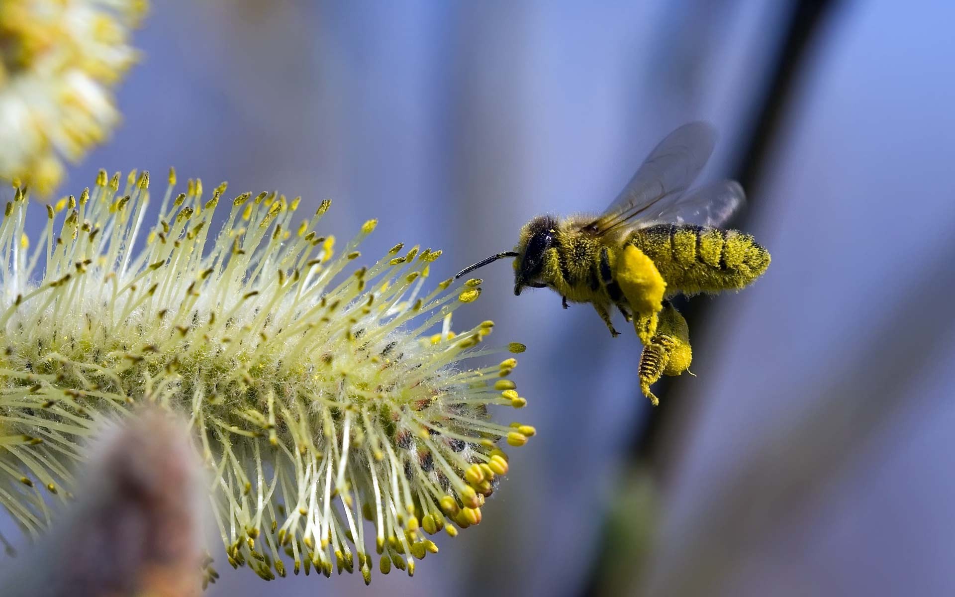 пчела цветок полет