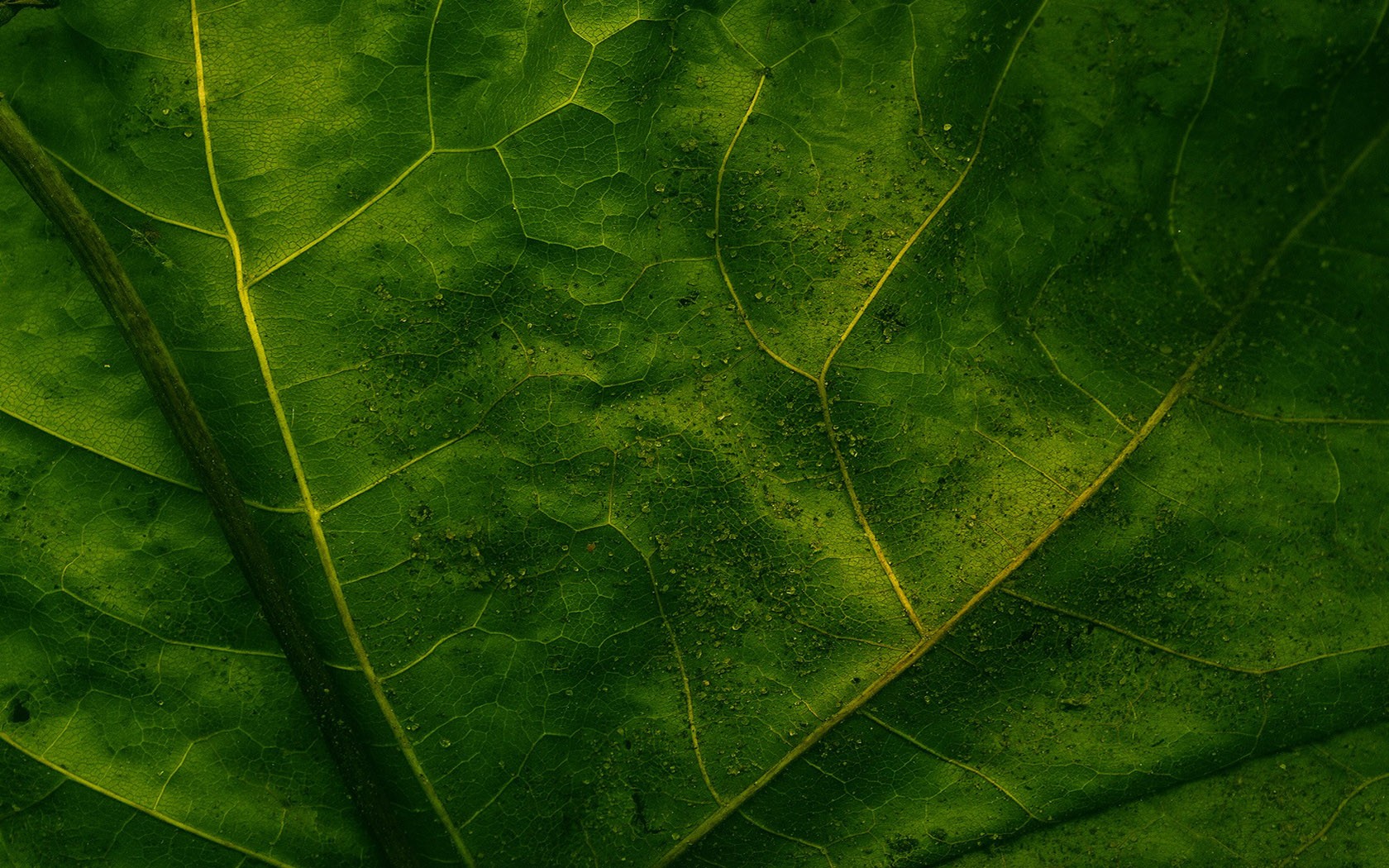 feuille veines vert macro