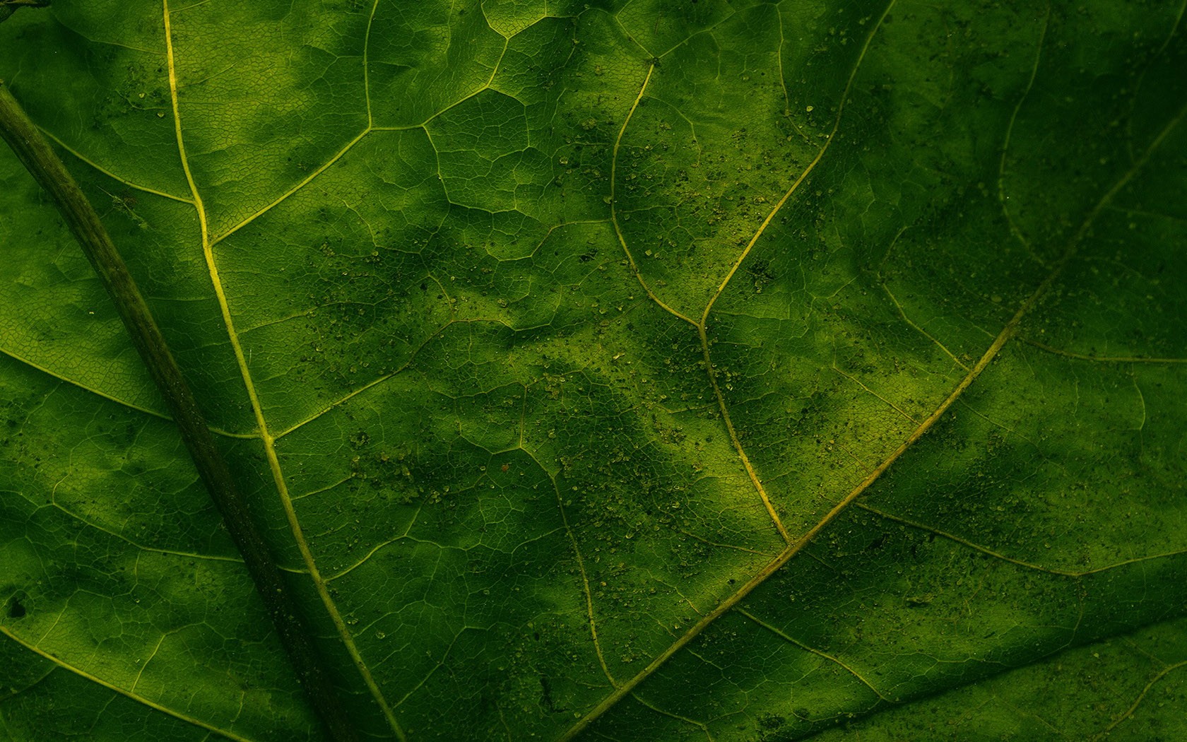 лист прожилки зеленый макро