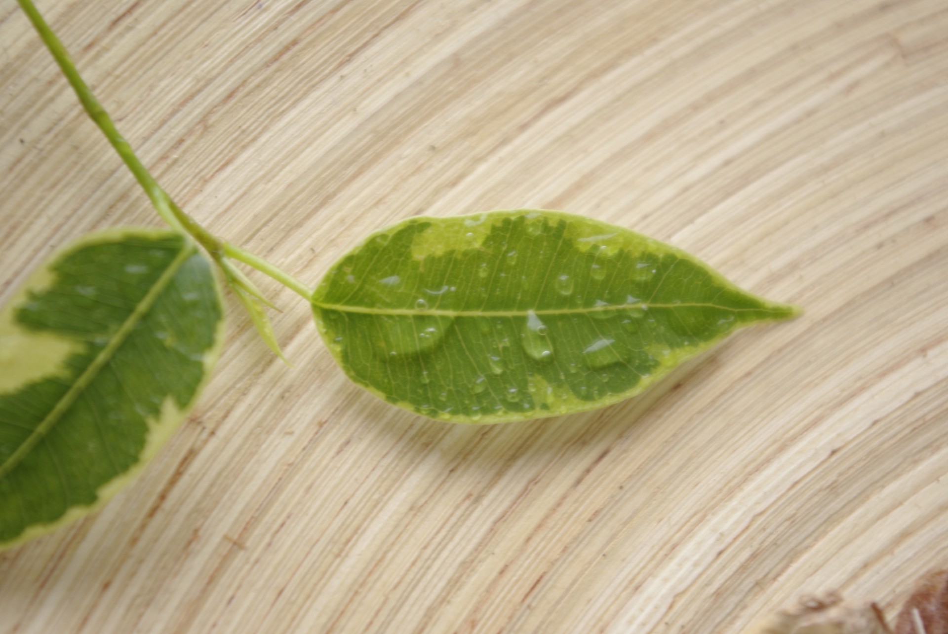 leaf close up drop