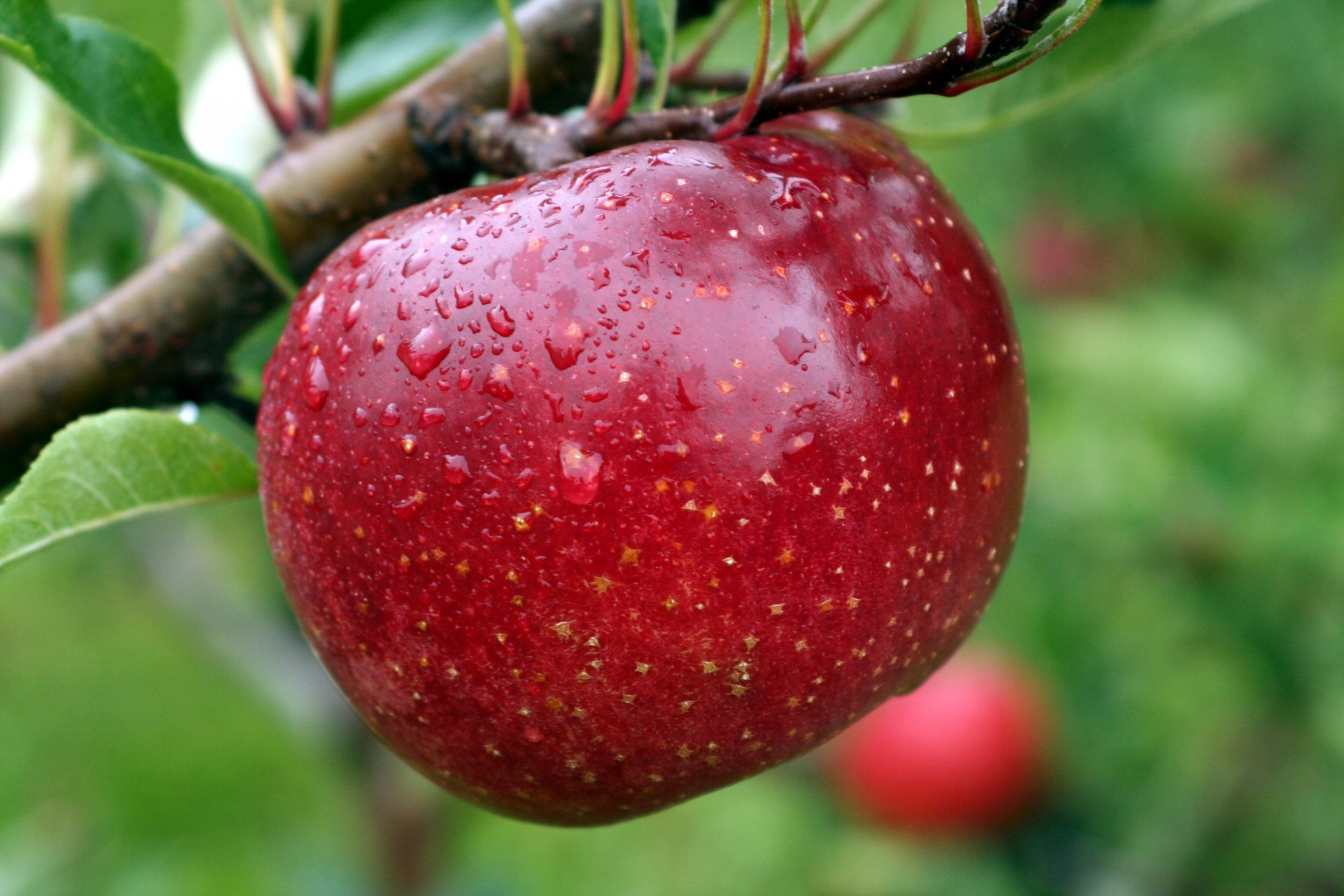 сочное спелое красное яблоко в саду